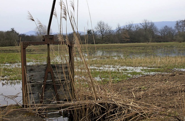 Die gefluteten Wiesen bei Oberschopfheim  | Foto: Gemeinde