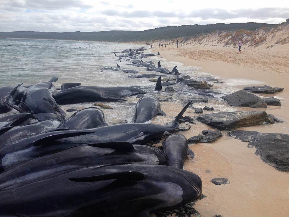 Mehr als 150 Kurzflossen-Grindwale lie... Strand von Hamelin Bay in Australien.  | Foto: dpa