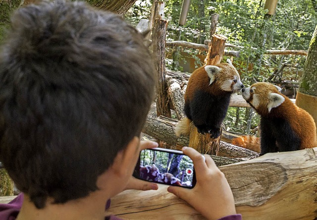 Es lohnt sich, im Parc Animalier die K...wa, wenn die Roten Pandas auftauchen.   | Foto: Parc Animalier