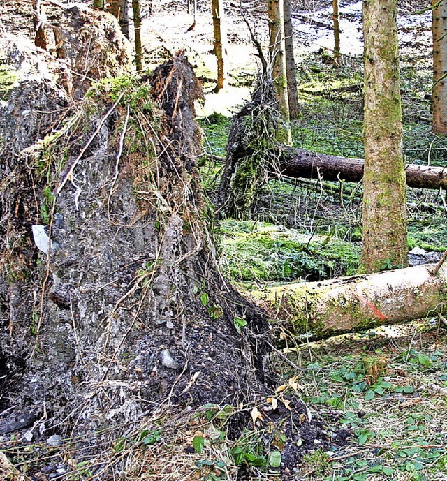 Schneebruch- und Sturmschden haben Folgen fr Gersbachs Waldbesitzer.   | Foto: Sutter