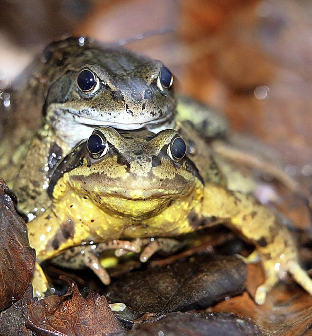 Wandernde Grasfrsche   | Foto: dpa