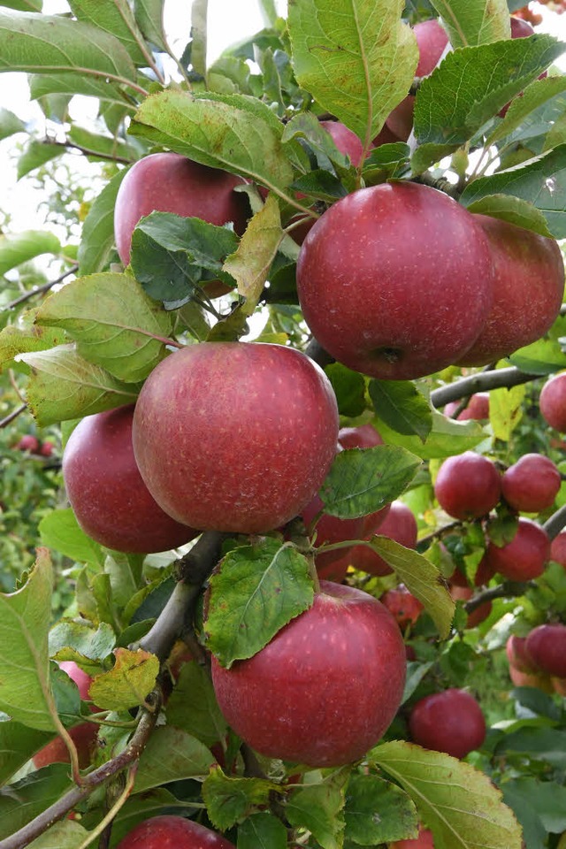 Gerade kleinere Obstbauern beklagen, d...fr die Zertifizierung tragen sollen.   | Foto: dpa