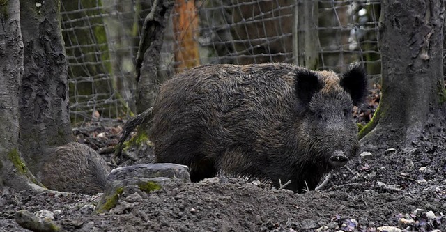 Die Wildschweinpopulation hat in den vergangenen Jahren stark zugenommen.   | Foto: Thomas Gntert