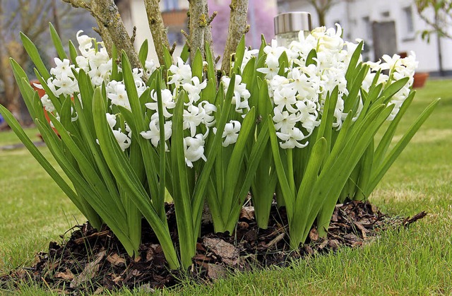 2011 blhten die Blumen zu Ostern bereits.   | Foto: Archivfoto: Helmut Kohler