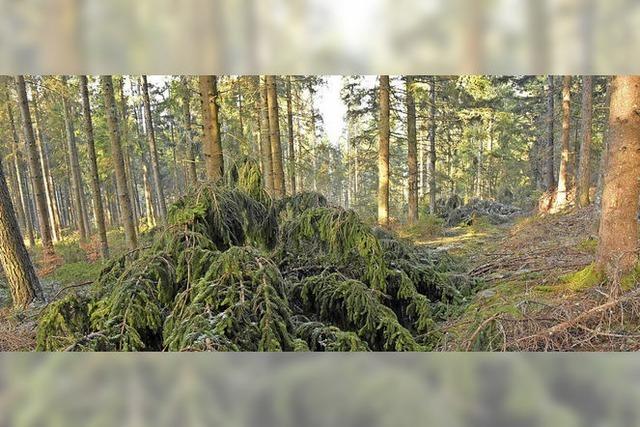 Gemeinderat will Waldwege wieder in Ordnung bringen