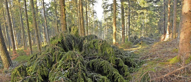 Viele Wald- und Forstwege auf dem Gebi...urglind&#8220; noch nicht passierbar.   | Foto: Stefan Pichler