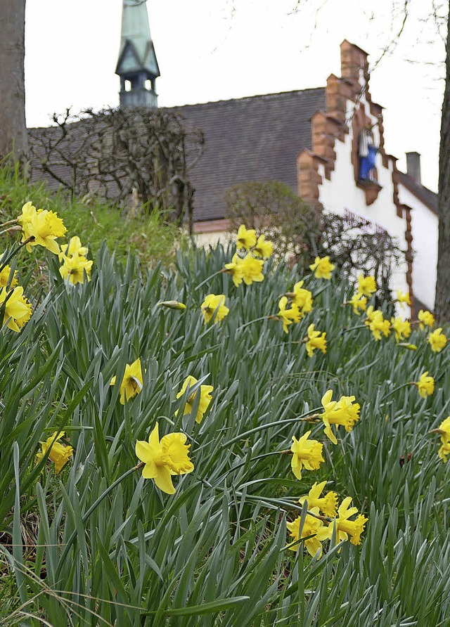 Der Blumenschmuck zu Ostern entlang de...timmt, rechtzeitig  blht es in Gelb.   | Foto: Ingrid Bhm-Jacob