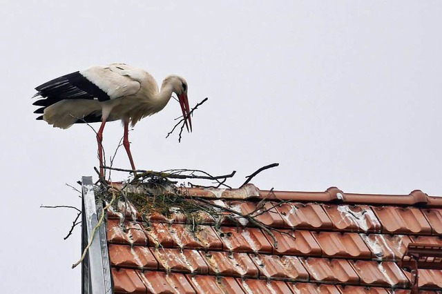 Ein Storch vor einer Woche beim Nestba...dem First des ehemaligen Hamba-Areals.  | Foto: Wolfgang Hoffmann