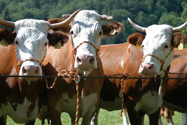 Biofleisch und Tierschutz: Mehr Geld frs gute Steak