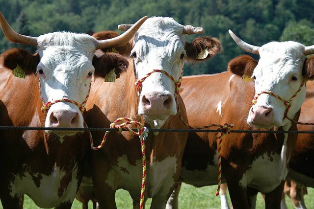 Hinterwlder Rinder sind eine uralte Rasse.  | Foto: Kathrin Ganter