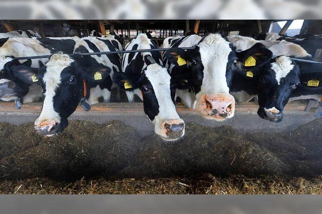 Händler-Pleite bringt Milchbauern in der Ortenau in Not