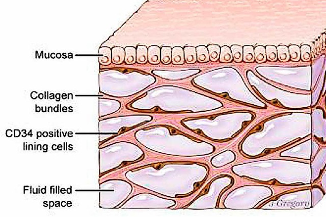 Das Interstitium ist hier unter der oberen Hautschicht zu sehen.  | Foto: dpa