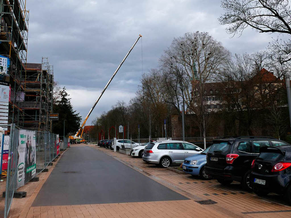 Seit Mittwoch zerlegen Baumkletterer mit Motorsgen Stck fr Stck die drei Platanen. ste und Stmme, aber auch die Baumkletterer werden mit einem Auslegerkran ber die Stadtmauer, den Zwingerpark und den Mhlbach transportiert.