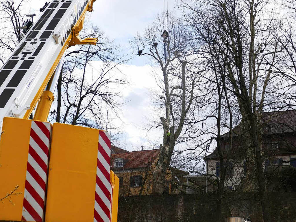 Seit Mittwoch zerlegen Baumkletterer mit Motorsgen Stck fr Stck die drei Platanen. ste und Stmme, aber auch die Baumkletterer werden mit einem Auslegerkran ber die Stadtmauer, den Zwingerpark und den Mhlbach transportiert.