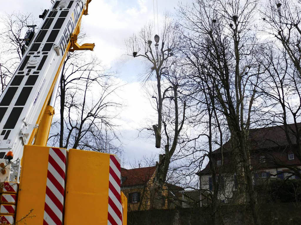 Seit Mittwoch zerlegen Baumkletterer mit Motorsgen Stck fr Stck die drei Platanen. ste und Stmme, aber auch die Baumkletterer werden mit einem Auslegerkran ber die Stadtmauer, den Zwingerpark und den Mhlbach transportiert.