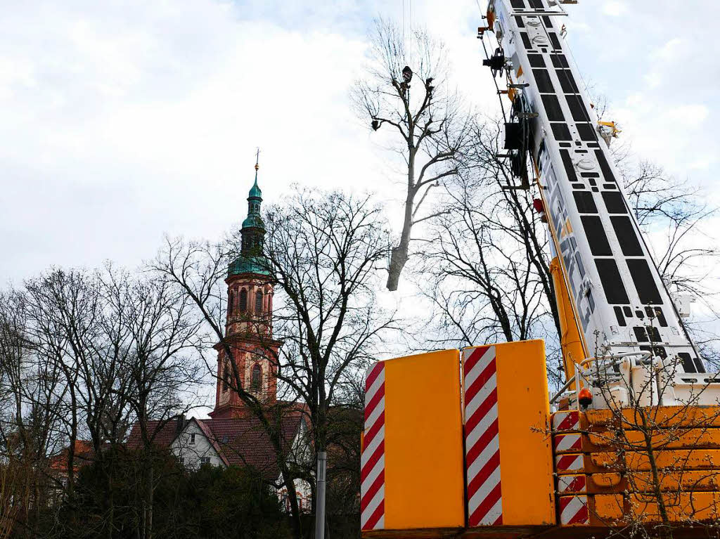 Seit Mittwoch zerlegen Baumkletterer mit Motorsgen Stck fr Stck die drei Platanen. ste und Stmme, aber auch die Baumkletterer werden mit einem Auslegerkran ber die Stadtmauer, den Zwingerpark und den Mhlbach transportiert.