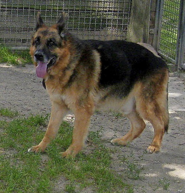 Schferhund Arno   | Foto: Tierheim