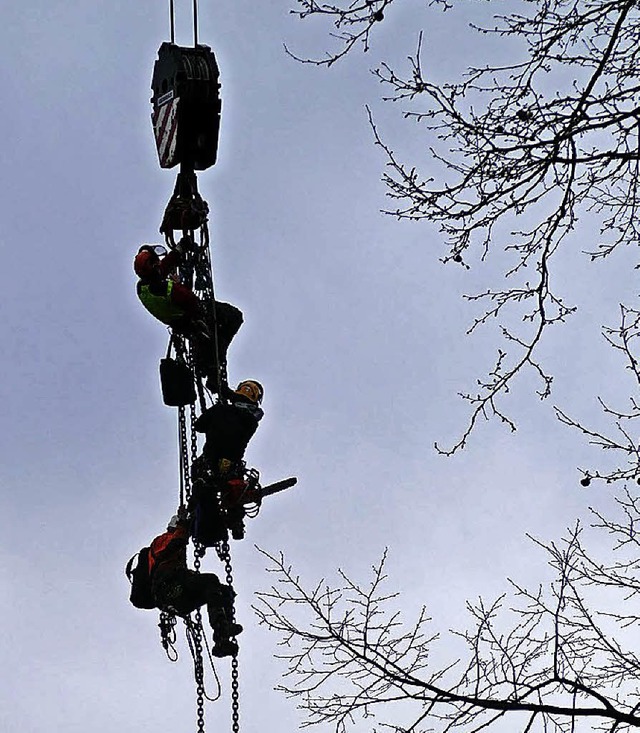 Nachdem sie bereits am ersten Tag zwei...Baumkletterer dem Feierabend entgegen.  | Foto: Ralf Burgmaier