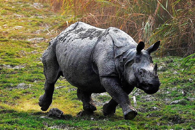 Die einhrnigen Nashrner sind bei Wilderern besonders beliebt.  | Foto: dpa