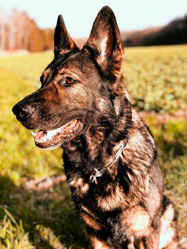 Stellte den Flchtigen: Polizeihund Maro du Boidamont  | Foto: Kantonspolizei Aargau