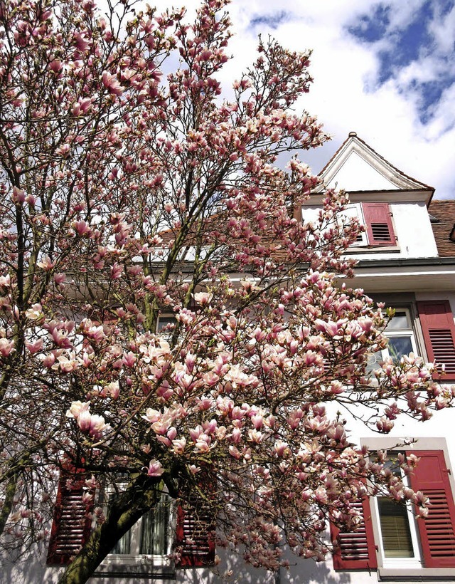 DIESE MAGNOLIE in der Kenzinger Schuls...t die Augenweide augenblicklich dahin!  | Foto: Reiner Merz