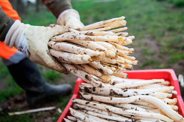 Dank steigender Temperaturen gibt es nun badischen Spargel.  | Foto: dpa