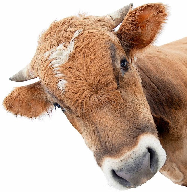Wie wurde die  Kuh gehalten? Verbrauchern ist das zunehmend wichtig.  | Foto: adobe.stock.com