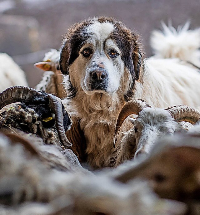 &#8222;Herdenschutzhunde als Scheinls...ch&#8220;, meint Leser Peter Schladt.   | Foto: dpa