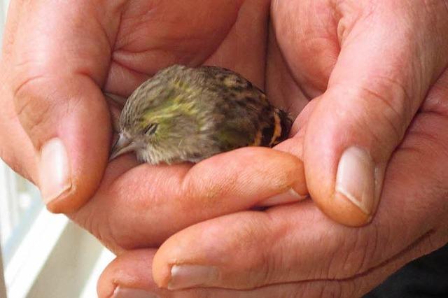 Mehr als 18 Millionen Vögel sterben pro Jahr, weil sie gegen Scheiben prallen