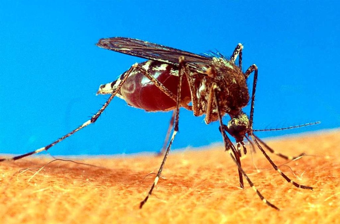 Wenn im Sommer die Temperatur von steh...gt, schlüpfen vielerorts Mückenlarven.  | Foto: dpa