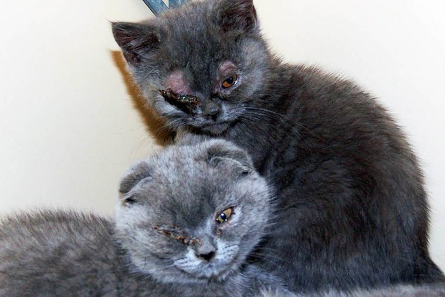 Katzenwelpen, aufgenommen in einem Raum in einem Tierheim.  | Foto: dpa