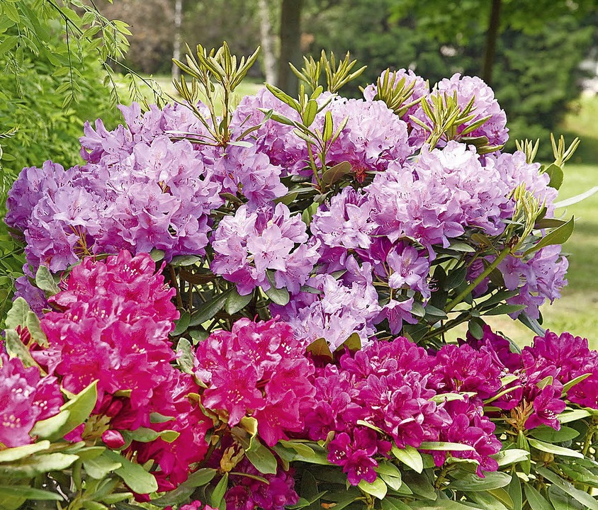 Bald blühen die Rhododendren im Garten.   | Foto:  Floragard