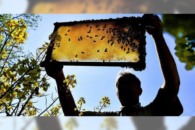 40 Jahre Bienenkundemuseum Mnstertal