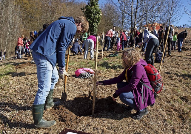 Gestern war Baumpflanzaktion in Emmend... ab sofort sein  Wachstum beobachten.   | Foto:  hab