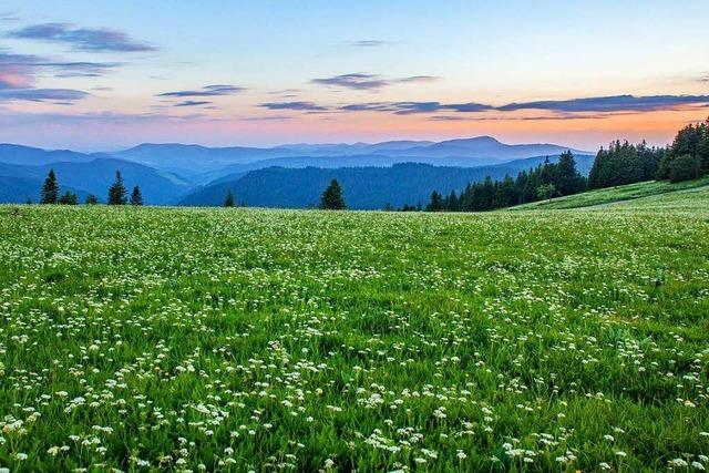 Fotos: Natur steht Modell – Frhlingsfotos vom Feldberg