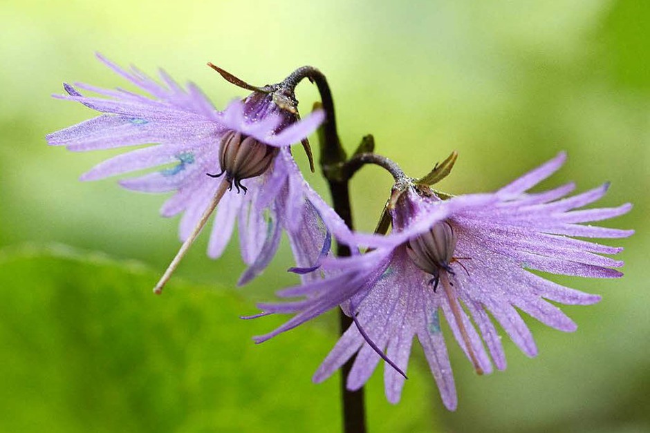 Die Alpentroddelblume (Foto: Hubertus Ulsamer) Die Alpentroddelblume (Foto: Hubertus Ulsamer)