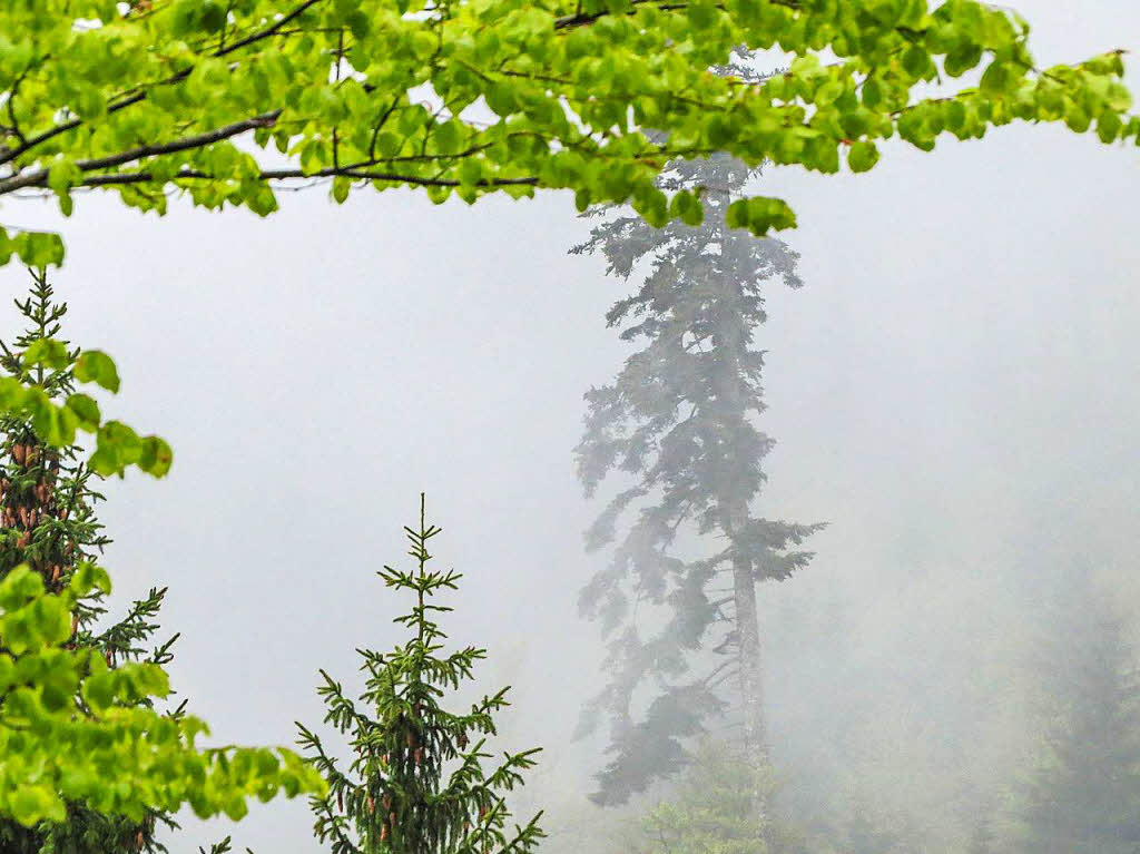 Nebelwald im Menzenschwander Tal 
