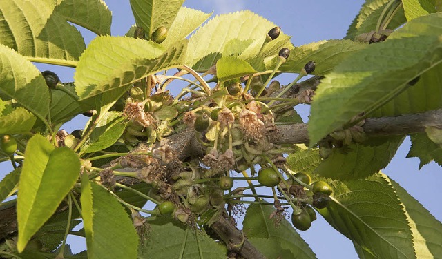 Starke Frostschden gab es nicht nur i...en, sondern auch in Kirschenplantagen.  | Foto: Volker Mnch