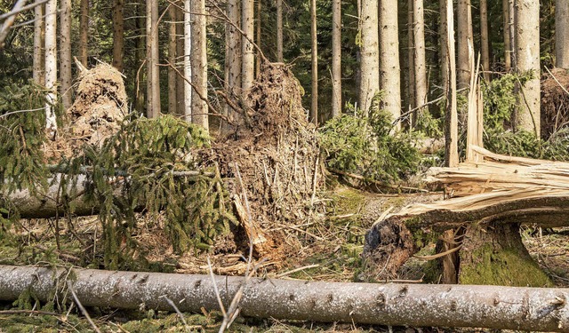 Stark betroffen vom Sturmtief Burglind...zeit mit der Aufarbeitung beschftigt.  | Foto: Wilfried Dieckmann