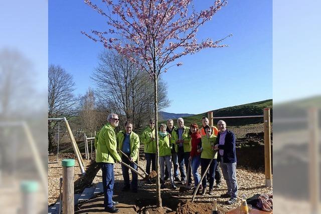 Ein Baum bringt Freude