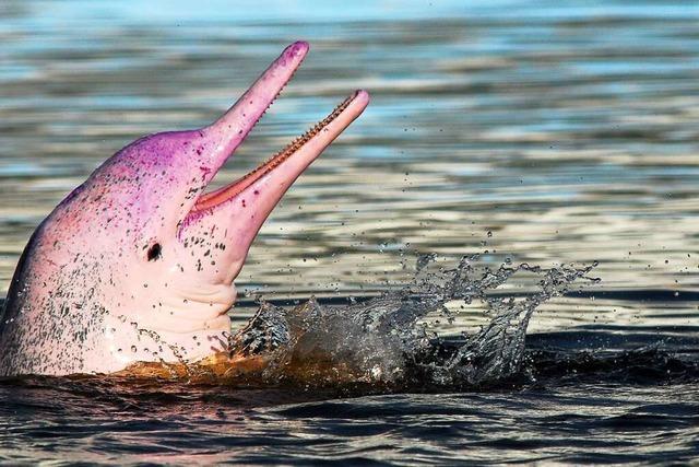 Wieso ist der Amazonasdelfin rosa?