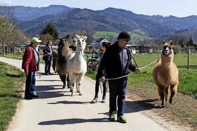 Lamas als Türöffner in der Therapie