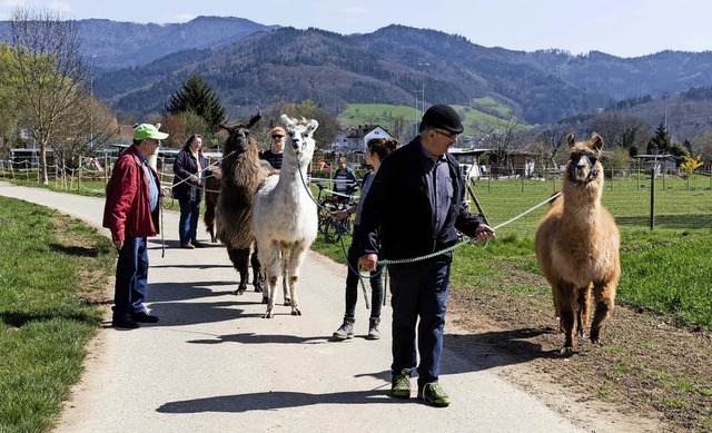 Teilnehmer der Informationsveranstaltu...Erfahrung mit dem Fhren eines Lamas.   | Foto: Zahn