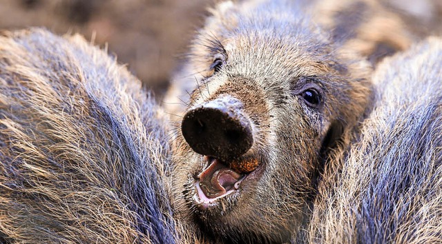 Wildschweine haben in Buchheim gut lac... Waldes  kaum Gefahr durch den Jger.   | Foto: dpa