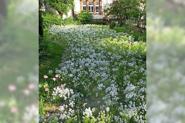 Mehr Blumen fr Insekten in Denzlingen