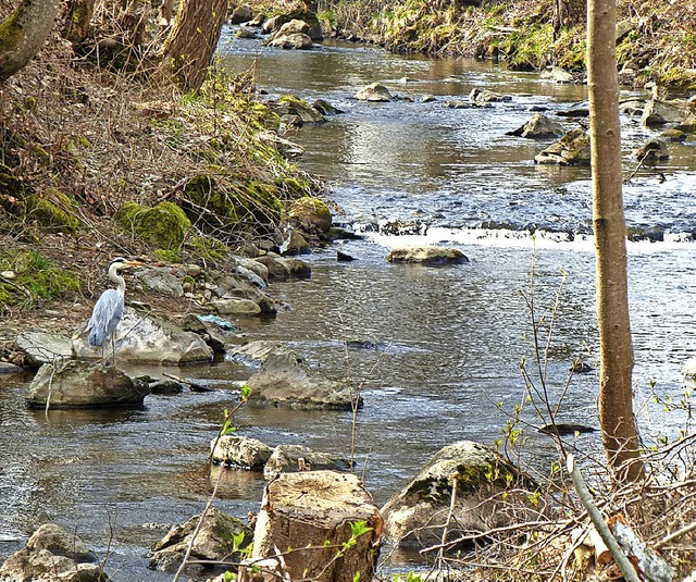 Fischreiher in der Gutach  | Foto: Peter Stellmach