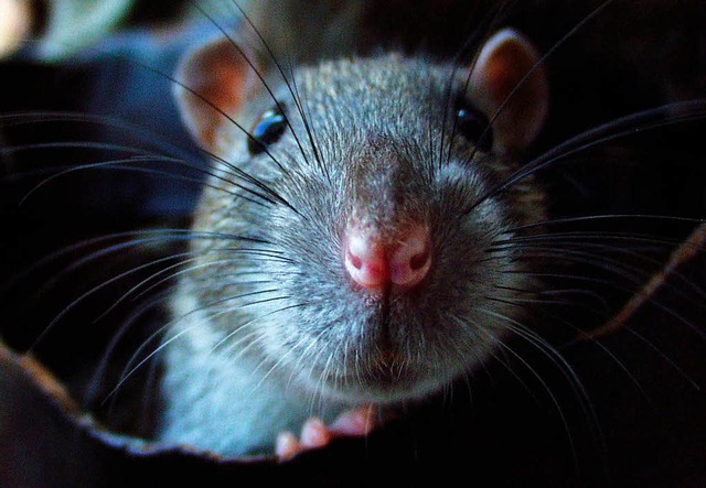 Als Haustiere sind Ratten nett. Aber i...rk in Friedlingen werden sie bekmpft.  | Foto: Ingo Schneider