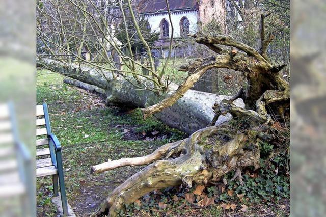 Fachmann schlgt vor, Bume auf dem Alten Friedhof zu fllen