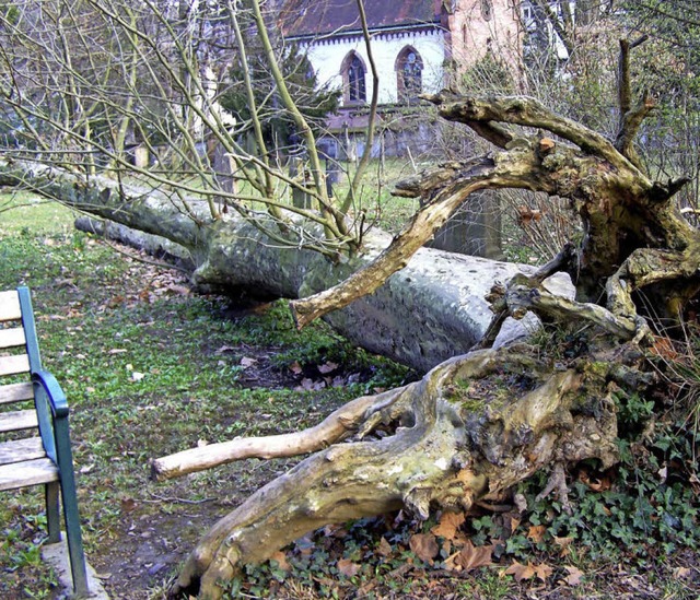 Wenn es nach dem Vorschlag des Gartenp... Friedhof an der Karlstrae entfernt.   | Foto: Hans Sigmund