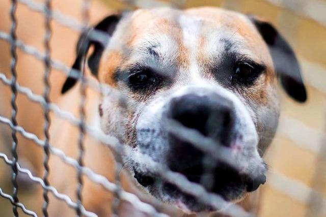 Drei Tote in kurzer Zeit: Wie können Hundeangriffe verhindert werden?